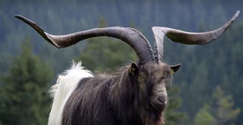 Watch Rasputin The Goat With Record Breaking Horns