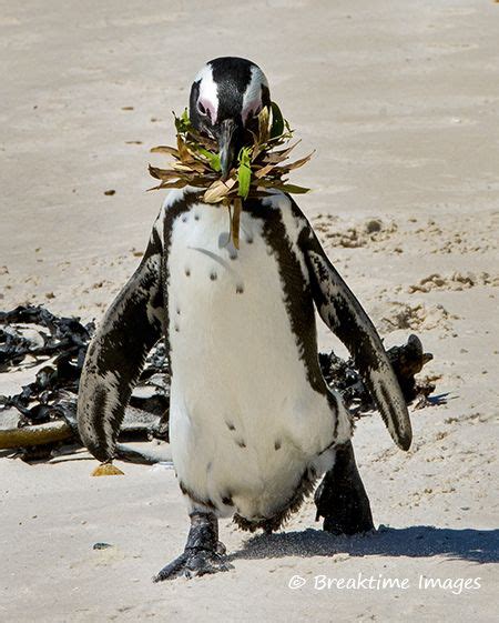 African Penguin Nest Building Time African Penguin Nest Building