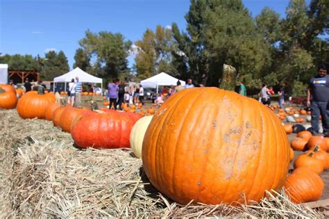 Pumpkin Fest 2024 Near Me Schedule Korie Florence