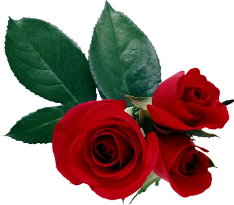 ♥ Roses Rouges Png Tube Fleur Red Flowers Valentine ♥