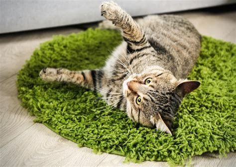Premium Photo Cute Cat On Green Carpet