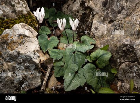 White Flowers And Green Leaves Of Cyclamen Balearicum Between Rocks A