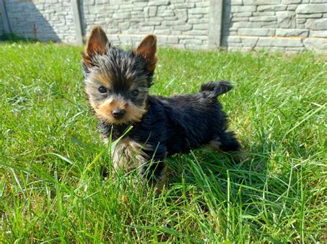 Yorkshire terrier piesek miniaturka Wągrowiec OLX pl