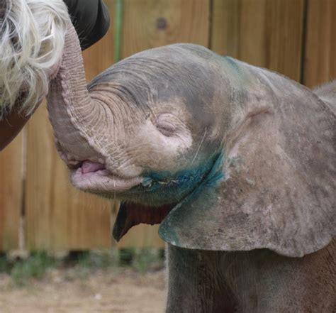 How to Share HERD - Baby Albino Elephant Khanyisa's Fundraiser - GlobalGiving