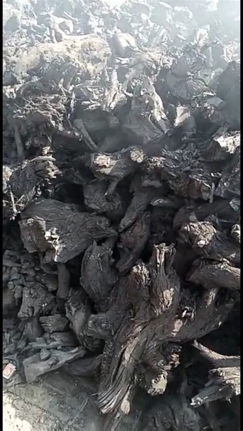 Lumps Solid Root Wood Charcoal For Burning Packaging Size 40 Kg At