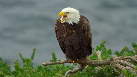 Island Of The Sea Wolves Highlights Canada S Wildlife POV Magazine