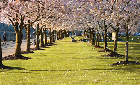 Fondos de pantalla árbol primavera planta césped flor de cerezo