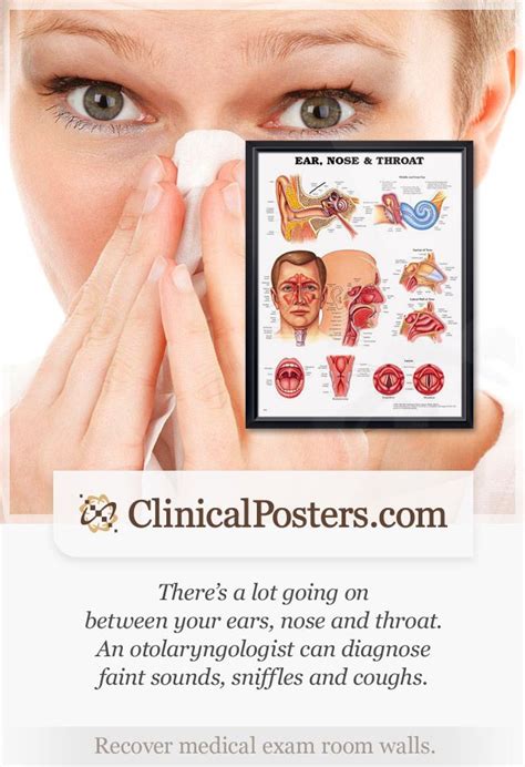 Ear Nose And Throat Chart 22x28 Throat Anatomy Human Body Anatomy Ear