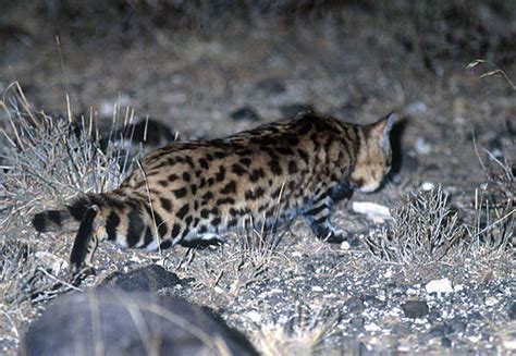 Black-footed Cat Hunting & Diet - International Society for Endangered ...