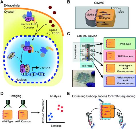 Analysis Of The Effects Of Aryl Hydrocarbon Receptor Expression On