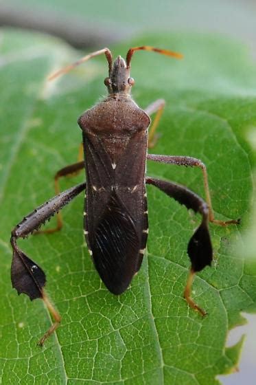 Leaf Footed Bug Leptoglossus Oppositus Bugguide