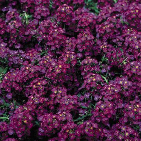 Alyssum Seeds - Sweet Alyssum - Annual Flower Seeds - S.G.S.