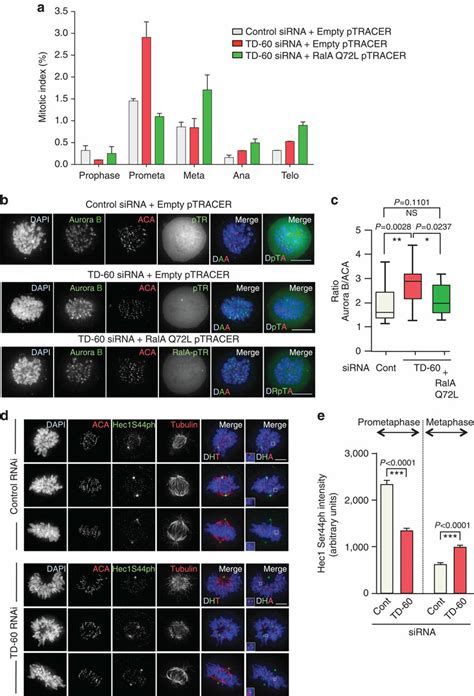 Ralaq L Mutant Restores Wt Aurora B Levels At Centromeres A Hela