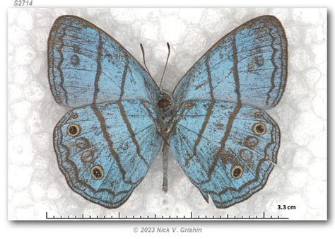 Caeruleuptychia Aegrota Pinned Specimens