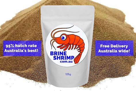 Brine Shrimp Eggs Sea Monkeys Artemia Cysts Best Star Free Delivery