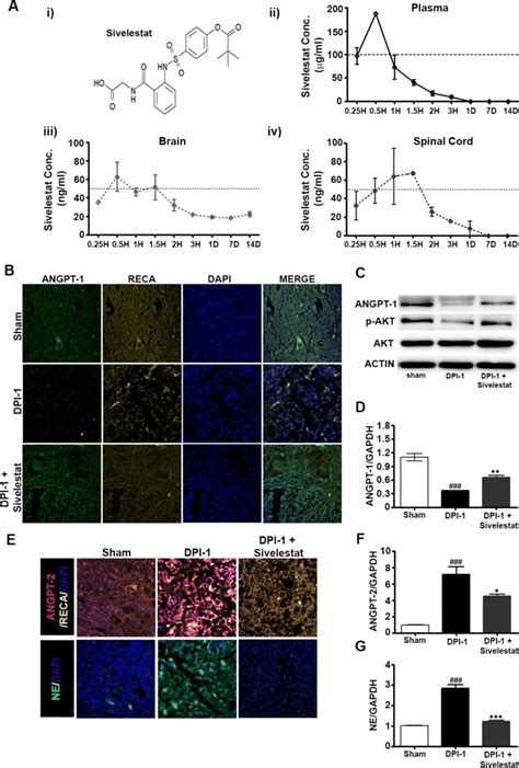 Neutrophil Elastase Ne Inhibition Via Sivelestat Prevented The Spinal