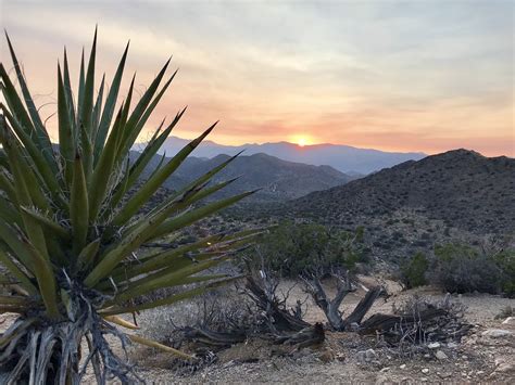 California Desert Joshua Tree - Free photo on Pixabay - Pixabay