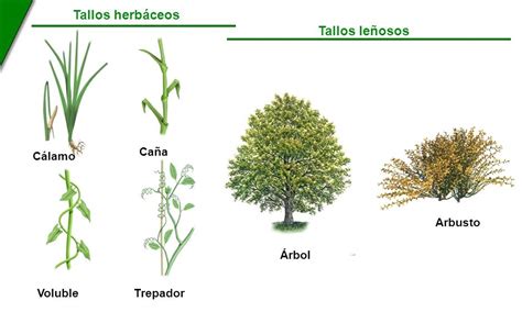 Las Plantas Las Partes De La Planta