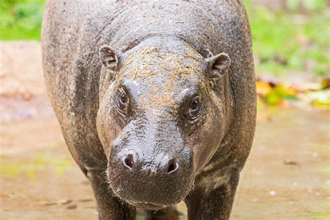 Remembering Pygmy Hippo Silas - The Houston Zoo