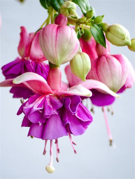 Free Fuchsia Pink Fuchsia Images Pixabay