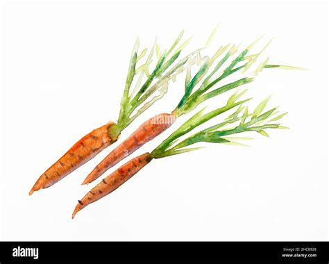 Sketch Of Three Fresh Carrots With Leaves Hand Drawn By Watercolors On