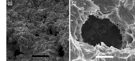 Sem Images Of Overtempered Cocoa Butter A Surface B Cross Section