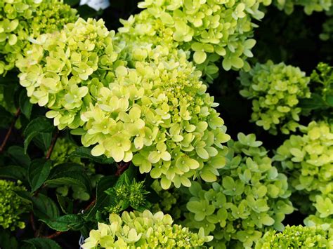 15 Best Dwarf Hydrangea Varieties For Small Yards