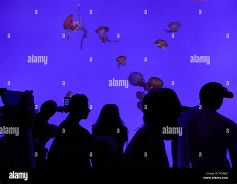 people and jellyfish in Toronto Aquarium Stock Photo - Alamy