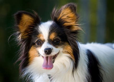 15 Smiling Dog Breeds - PureWow