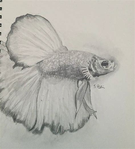 Betta fish sketch by shaniasartwork on DeviantArt