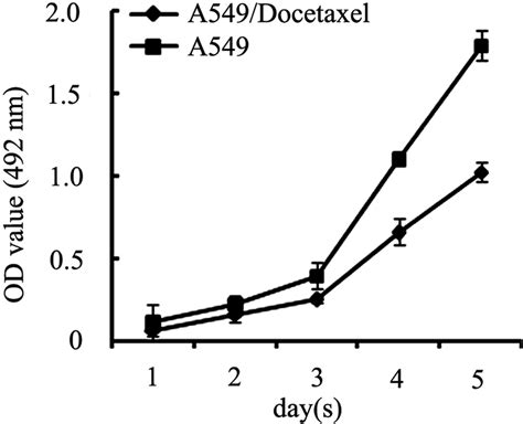 Cell Proliferation Assay Growth Curve Determined By Mtt Assay To