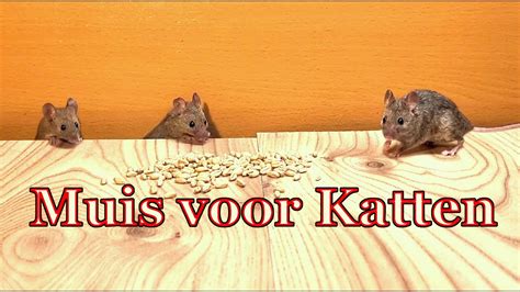 Muis Voor Katten Vang De Muis Youtube