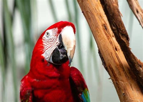 Red And Green Macaw Ara Chloropterus In The Amazon Rainforest Stock