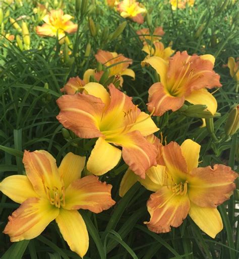 Everydaylily Punch Yellow Daylily Plant Library Pahls Market