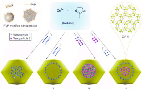 Scheme Of The Controlled Encapsulation Of NPs In ZIF 8 Crystals