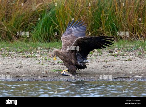 White Tailed Eagle Sea Eagle Erne Haliaeetus Albicilla Eating