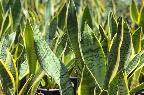 Guía completa para cultivar y cuidar la planta de canela en el jardín