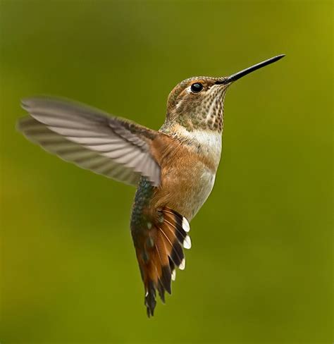 Hummingbird Hovering