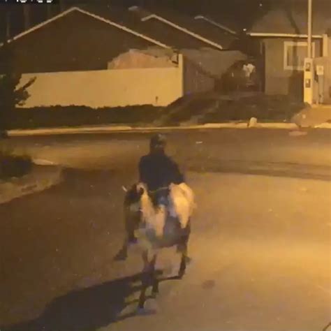 Vídeo flagra homem que tentou assaltar casa montado em um cavalo no PR