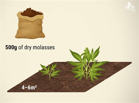 Molasses An Excellent Supplement For Cannabis Plants Rqs Blog