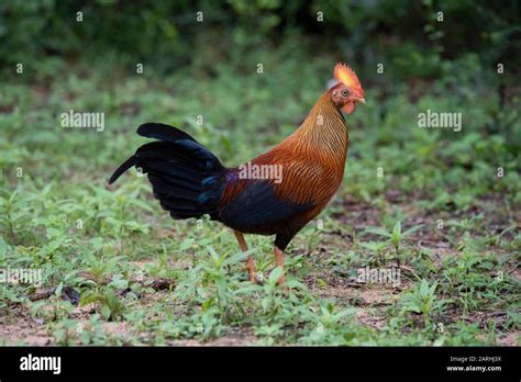 Sri Lankan (Ceylon) Junglefowl, Gallus lafayettii, in forest habitat, Sinharaja Reserve, Sri ...