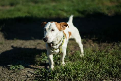 Apagi Chuck Chien Jack Russell Terrier La Robe Blanc Et Marron