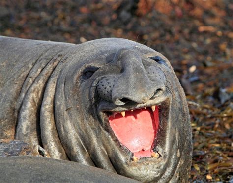 Smiling Elephant Seal Photos Adorable Smiling Animals Ny Daily News