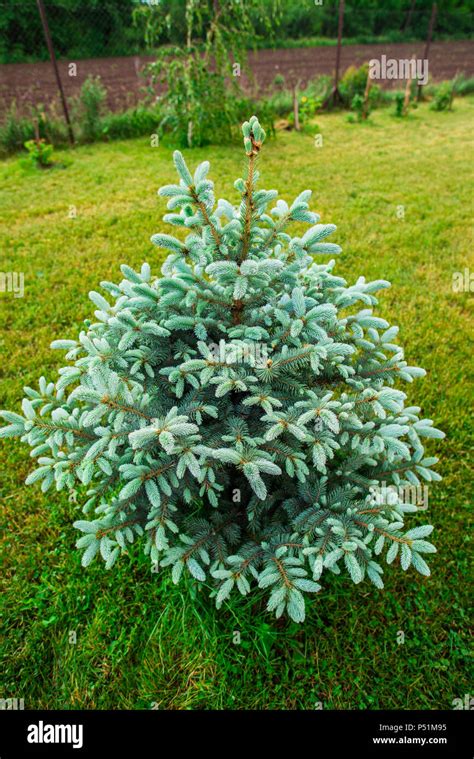 Silver pine tree Stock Photo - Alamy