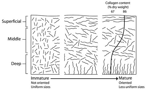 Schematic Representation Of How The Anisotropic Arrangement Of Collagen Download Scientific