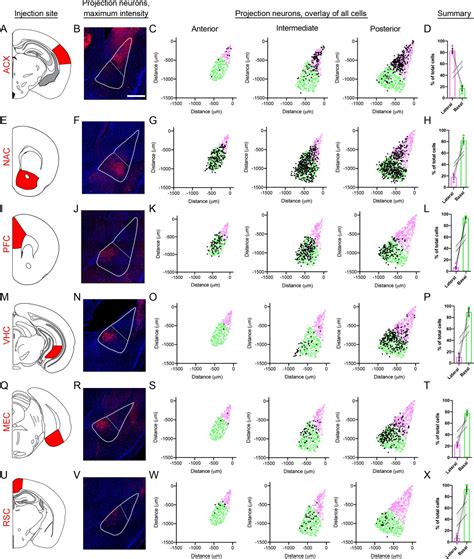 Extensive And Spatially Variable Within Cell Type Heterogeneity Across