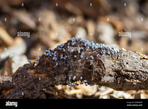 Physarum Album Slime Mold Stock Photo Alamy