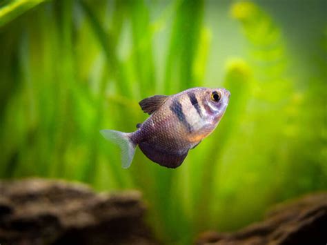 20 Most Colorful Types of Tetras to Intrigue Aquarists