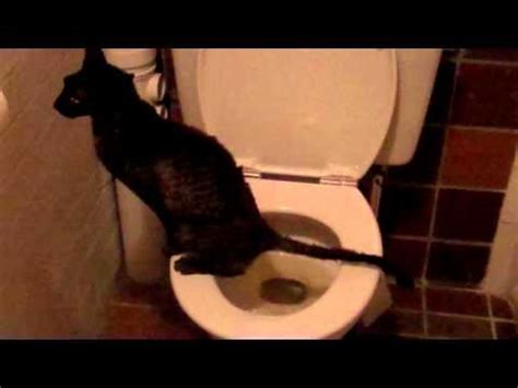 Why Is My Cat Peeing Everywhere Pet Experts Explain This Surprisingly