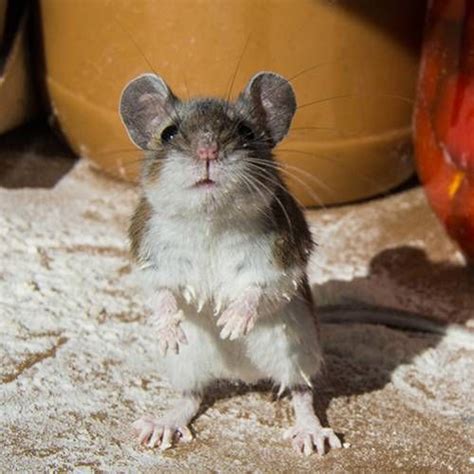 Comment Se D Barrasser Des Souris Dans La Maison D Couvrez Les